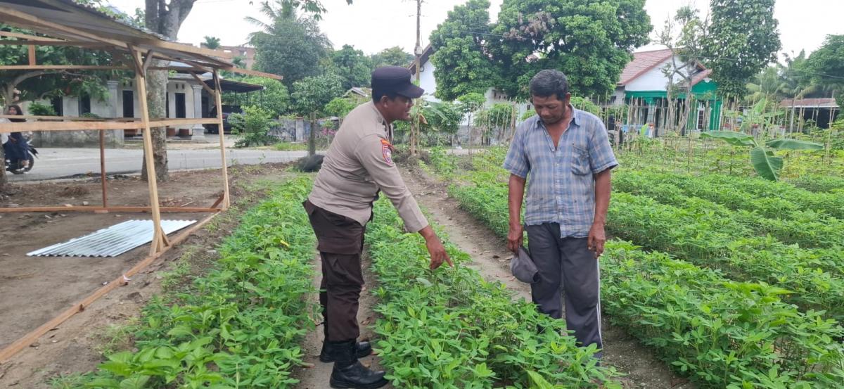 Dukung Ketahanan Pangan, Bhabinkamtibmas Pinggir Cek Pemanfaatan Pekarangan Bergizi Warga